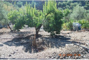 Cortijo en Sedella