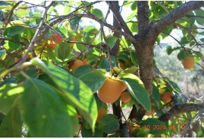 Cortijo en Sedella