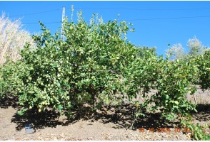 Cortijo en Sedella