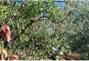 Cortijo en Sedella