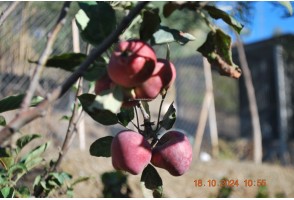 Cortijo en Sedella