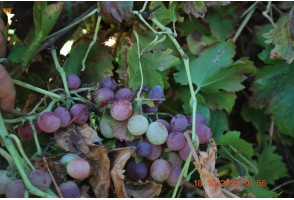 Cortijo en Sedella