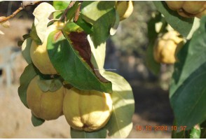 Cortijo en Sedella